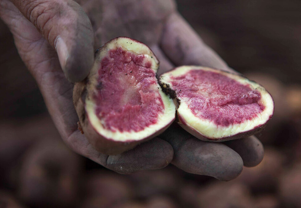 Las papas nativas: de Ayacucho al mundo