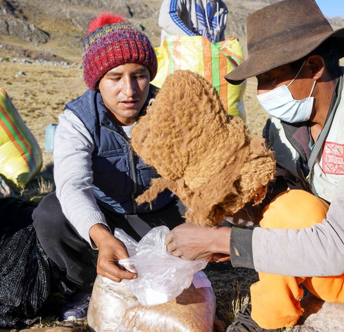 La Vicuña: el oro andante de los Andes, en nuestras manos